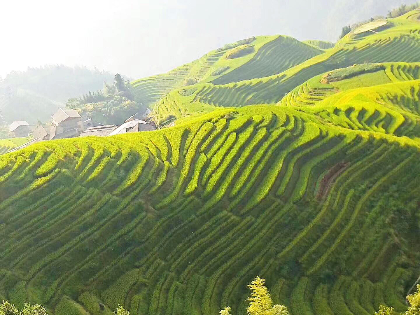 龍脊梯田美景