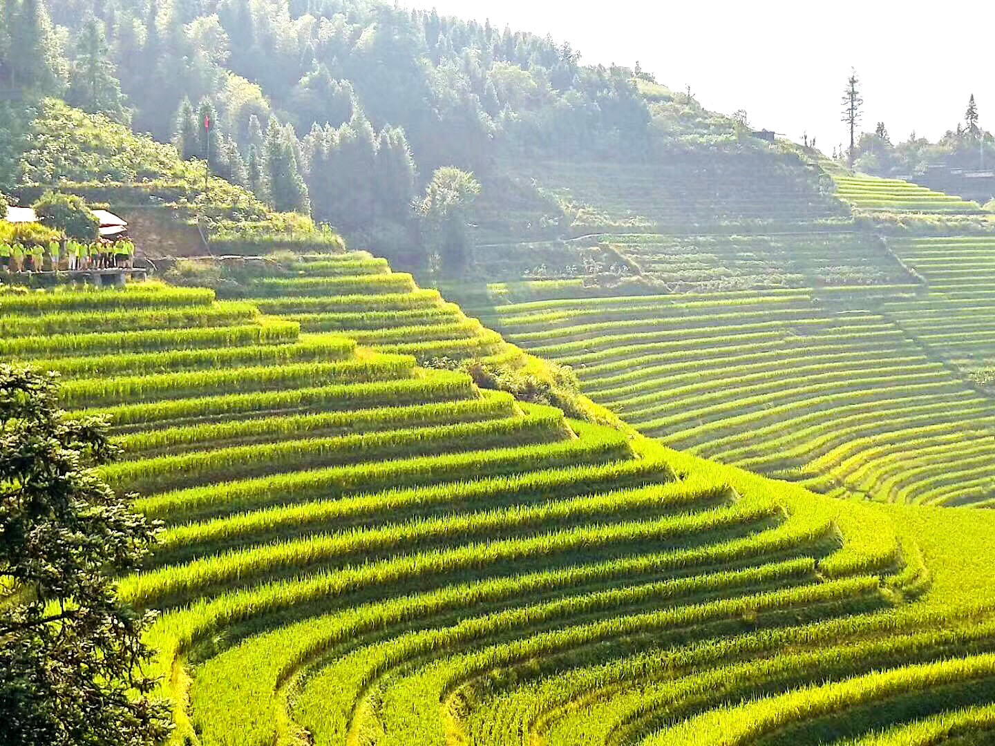 龍脊梯田美景