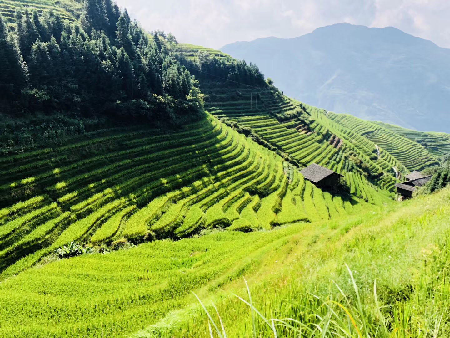 龍脊梯田美景